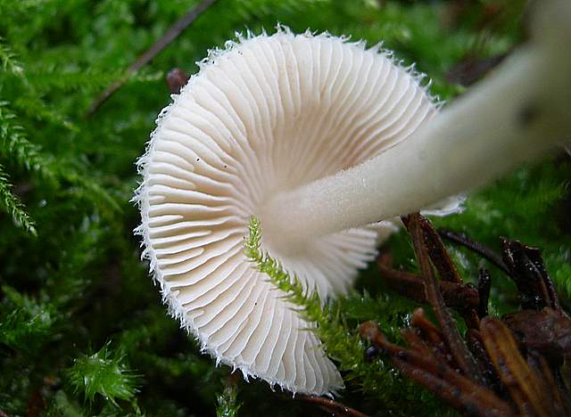 I  Funghi della collina pianeggiante
